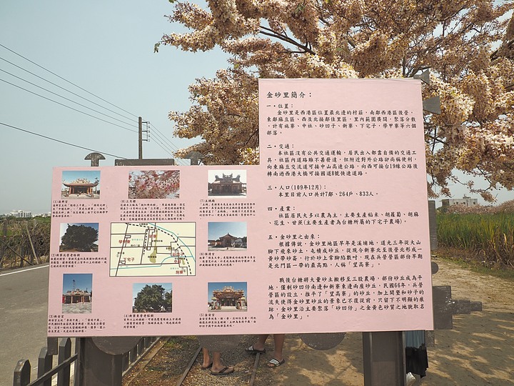 臺南市 西港 金砂里花旗木步道 — 盛開中的花旗木步道,懷想昔日糖鐵點滴