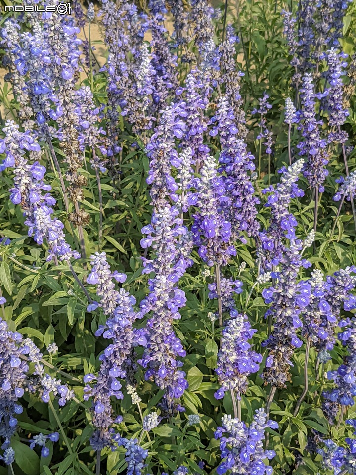 萬壽菊 台南市學甲區光華里 04/03