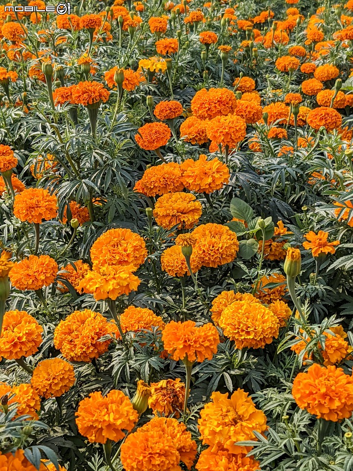 萬壽菊 台南市學甲區光華里 04/03