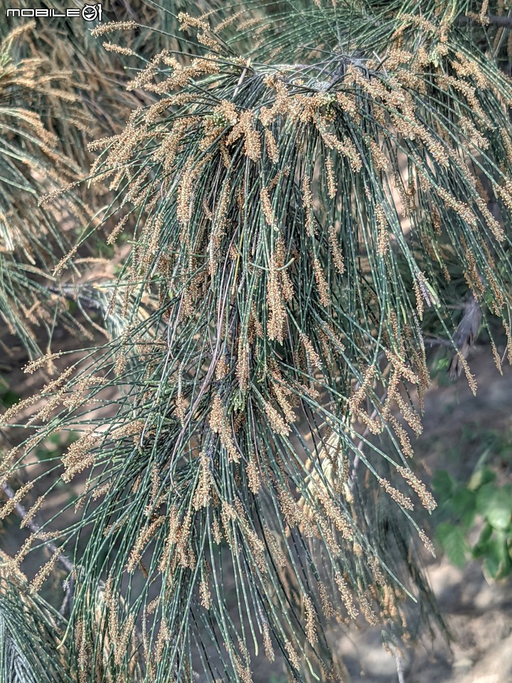 木麻黃 台南市安平區湖濱水鳥公園 04/11