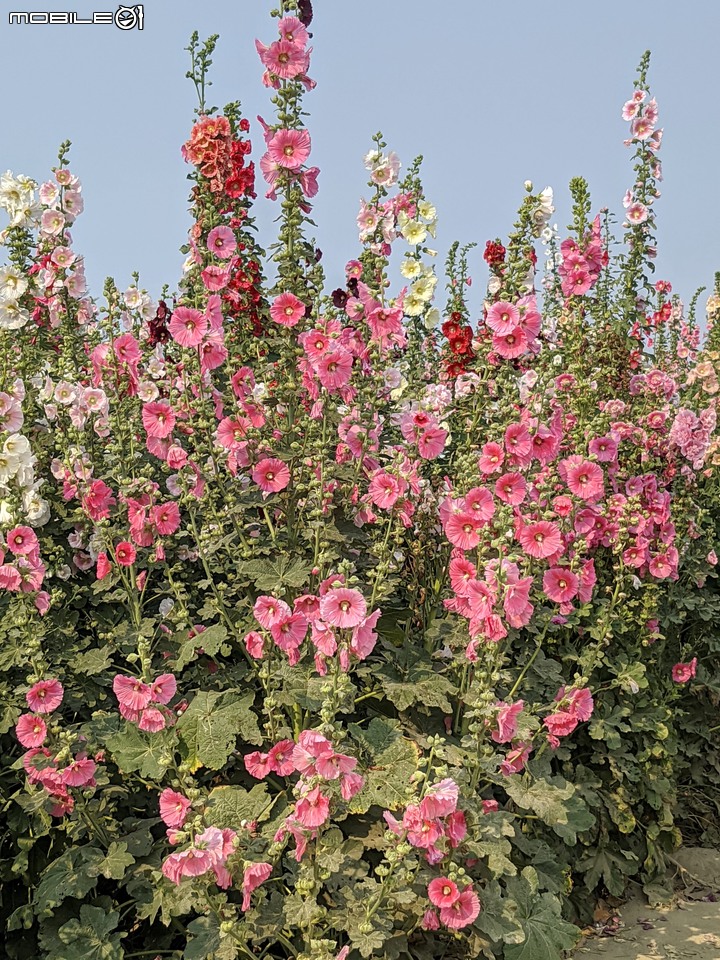 萬壽菊 台南市學甲區光華里 04/03