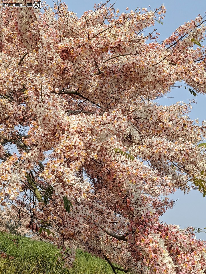 萬壽菊 台南市學甲區光華里 04/03