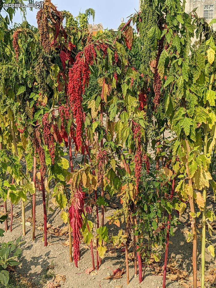 萬壽菊 台南市學甲區光華里 04/03