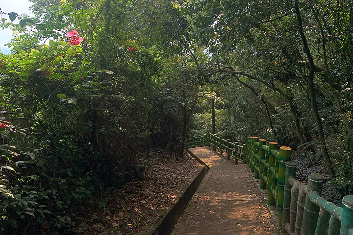 新竹芎林｜飛鳳山．觀日坪步道｜來看板根樹．順便撿個小百岳