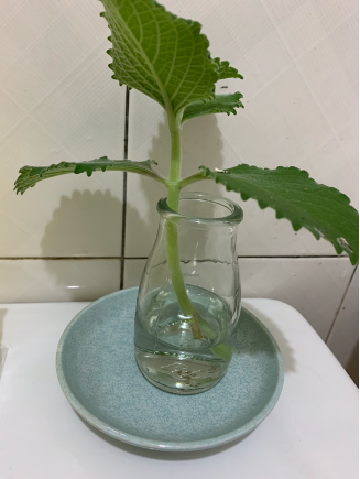 衛浴小物佈置分享