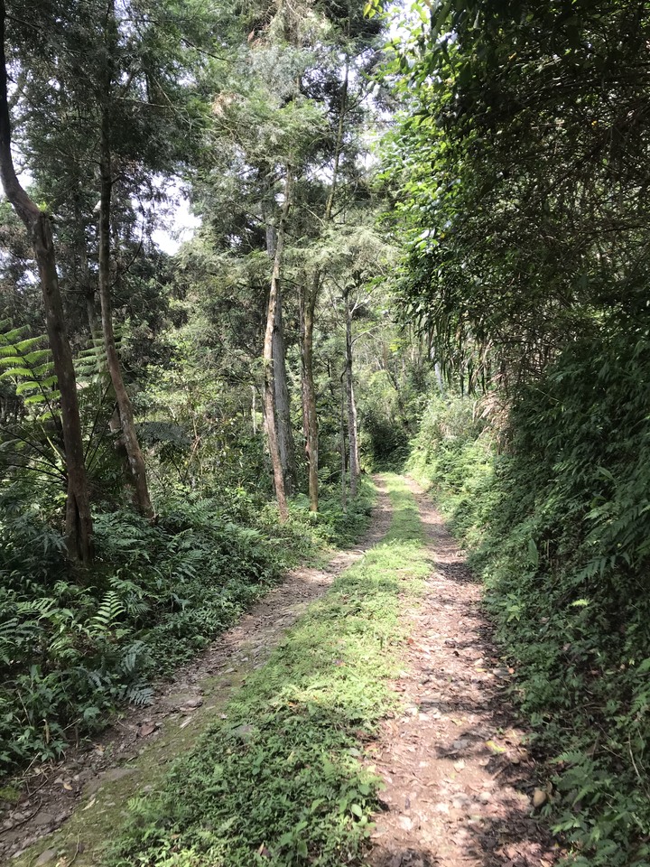 連假天天進出太平山＋路考x2