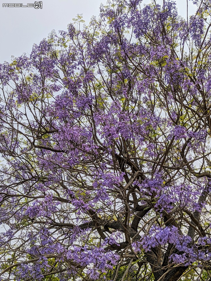 藍花楹 台南市安平區府平公園 04/05