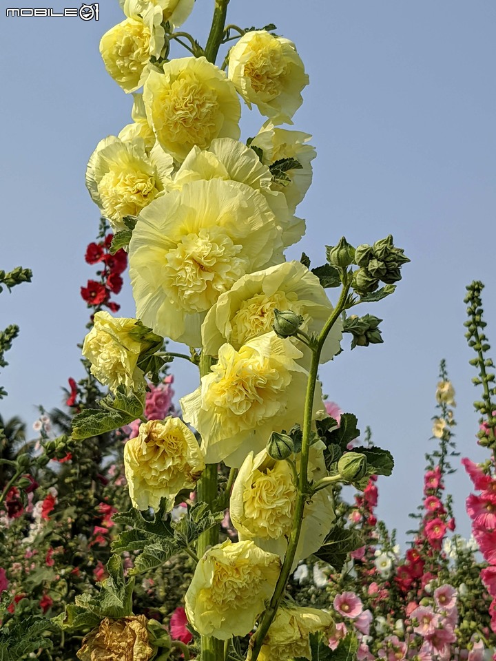 萬壽菊 台南市學甲區光華里 04/03