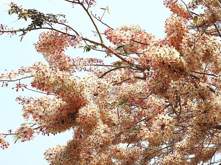 臺南市 西港 金砂里花旗木步道 — 盛開中的花旗木步道,懷想昔日糖鐵點滴