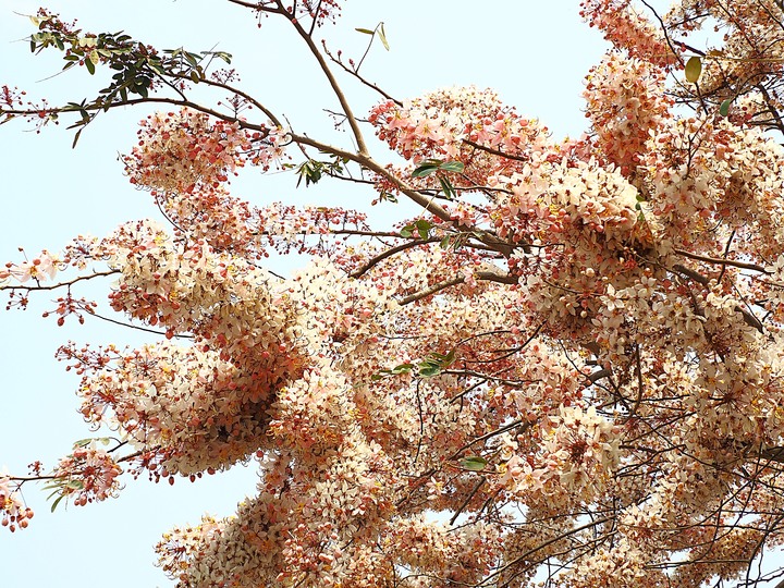 臺南市 西港 金砂里花旗木步道 — 盛開中的花旗木步道，懷想昔日糖鐵點滴