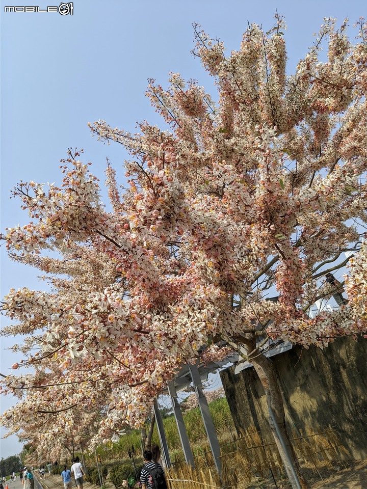 萬壽菊 台南市學甲區光華里 04/03