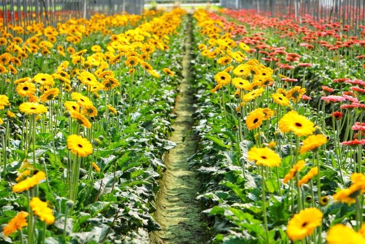 帶媽媽來看花海!彰化「董家花田」康乃馨悄悄盛開中!