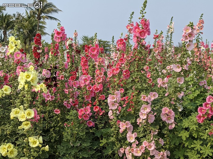 萬壽菊 台南市學甲區光華里 04/03