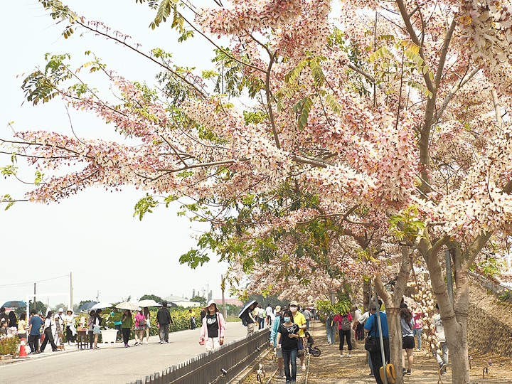 臺南市 西港 金砂里花旗木步道 — 盛開中的花旗木步道，懷想昔日糖鐵點滴