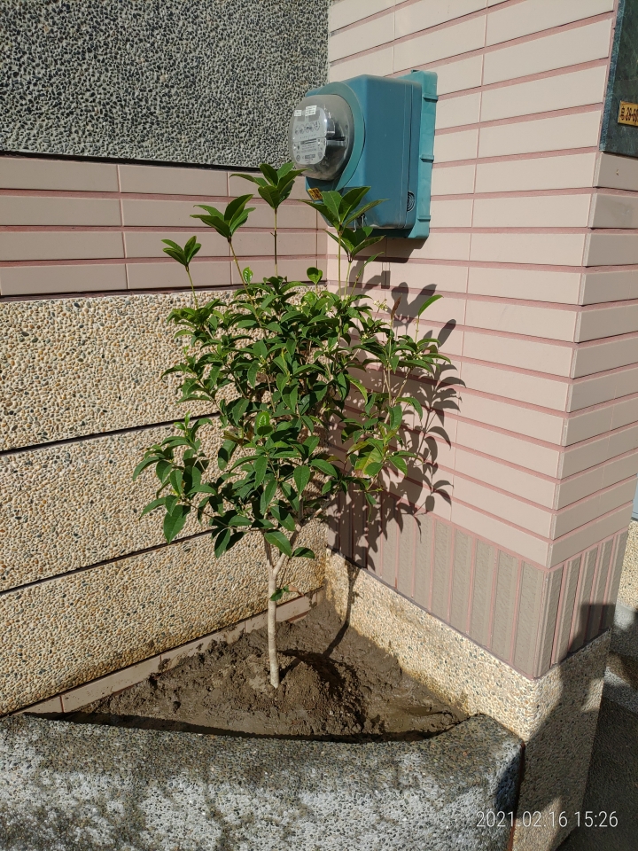 請問我的桂花還有救嗎