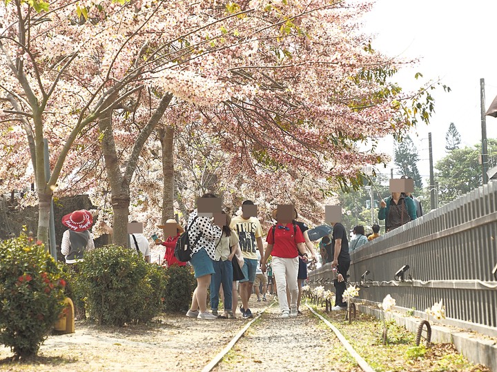 臺南市 西港 金砂里花旗木步道 — 盛開中的花旗木步道,懷想昔日糖鐵點滴