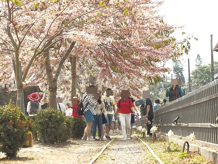 臺南市 西港 金砂里花旗木步道 — 盛開中的花旗木步道，懷想昔日糖鐵點滴