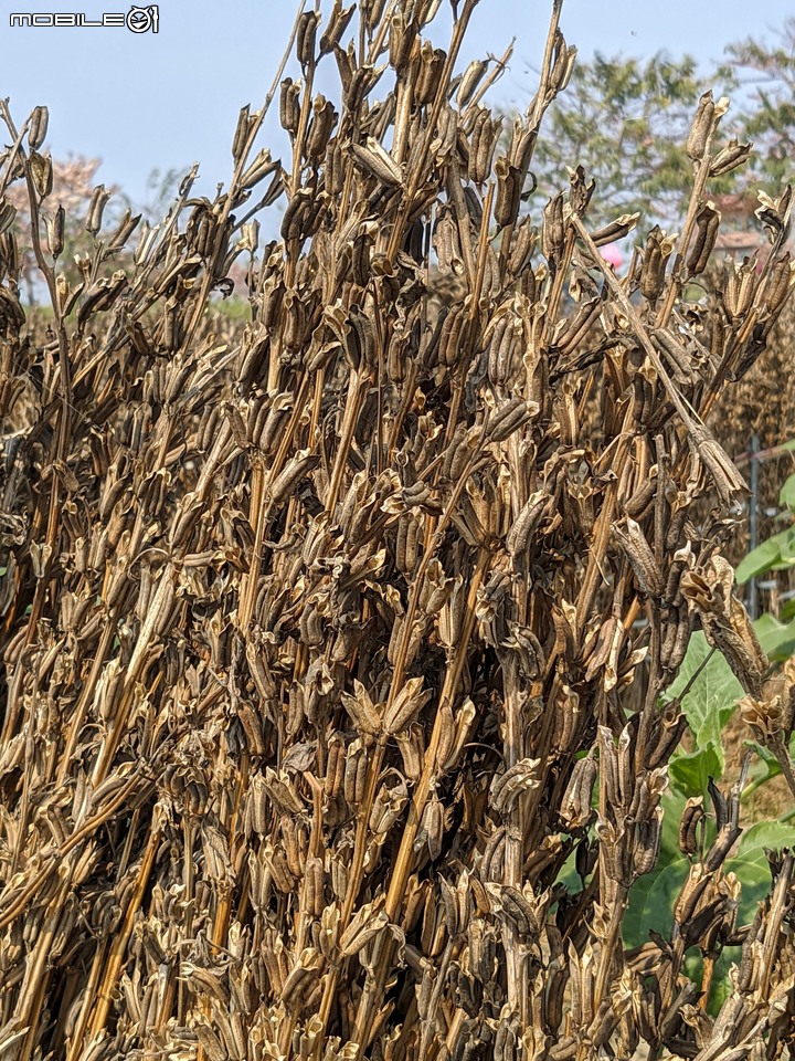 萬壽菊 台南市學甲區光華里 04/03