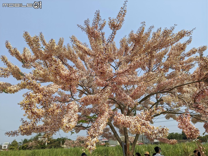 萬壽菊 台南市學甲區光華里 04/03