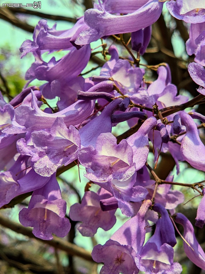 藍花楹 台南市安平區府平公園 04/05