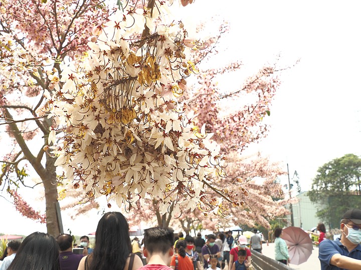 臺南市 西港 金砂里花旗木步道 — 盛開中的花旗木步道,懷想昔日糖鐵點滴