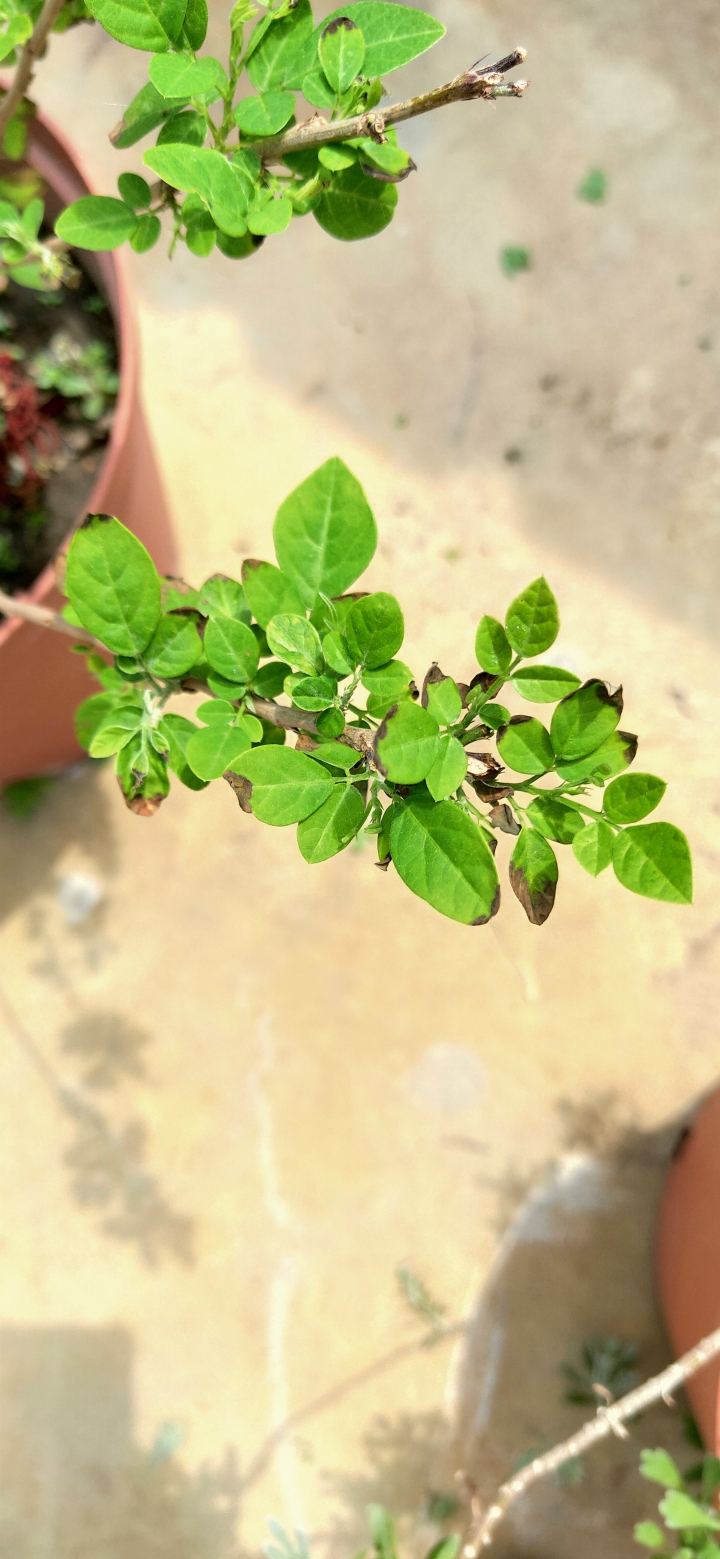 求救：抹草葉片發黑，生白粉
