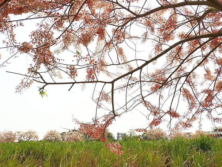 臺南市 西港 金砂里花旗木步道 — 盛開中的花旗木步道,懷想昔日糖鐵點滴