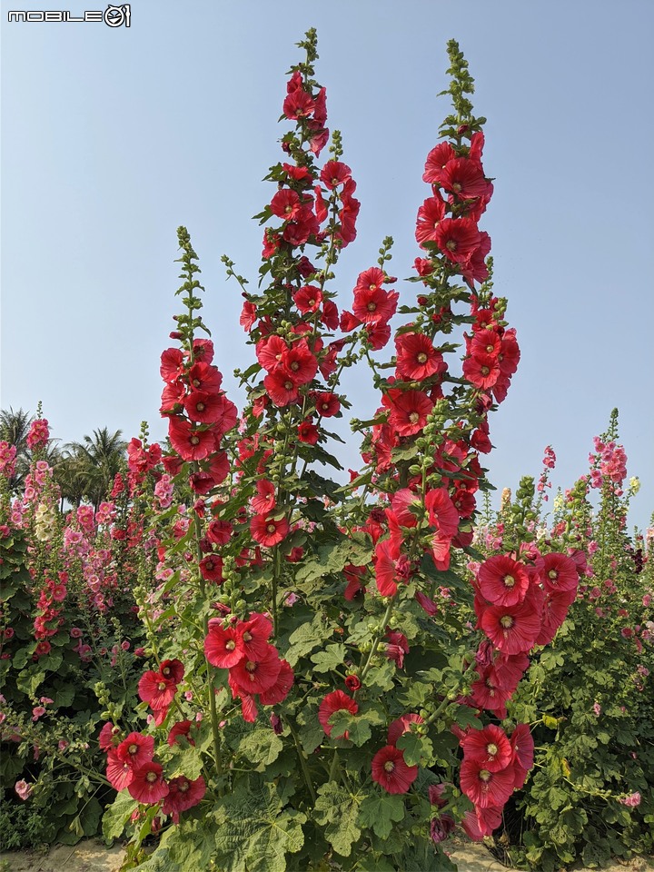 萬壽菊 台南市學甲區光華里 04/03
