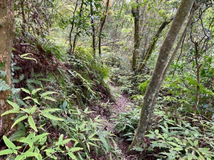 新北汐止｜金明山/柯子林山/如意湖．似高山風景、汐止秘境