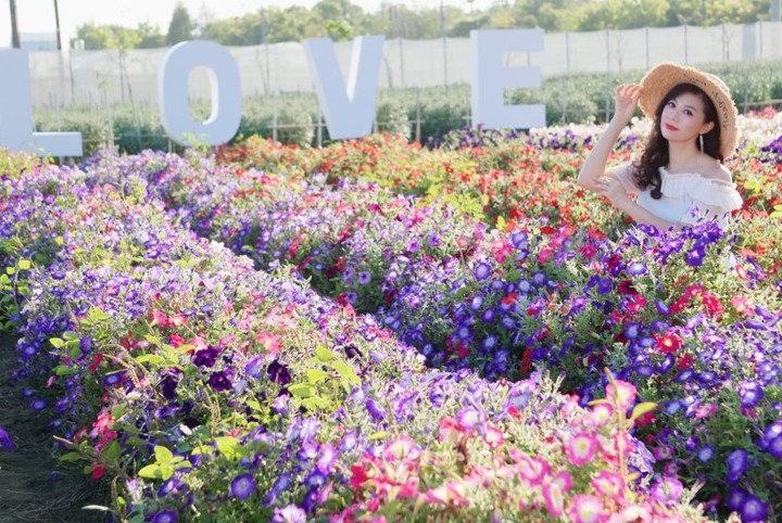 帶媽媽來看花海!彰化「董家花田」康乃馨悄悄盛開中!