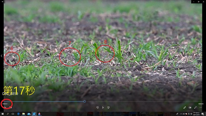 點我看大圖 Z7II為自己家鄉南州記錄13隻小杓鷸過境紀錄