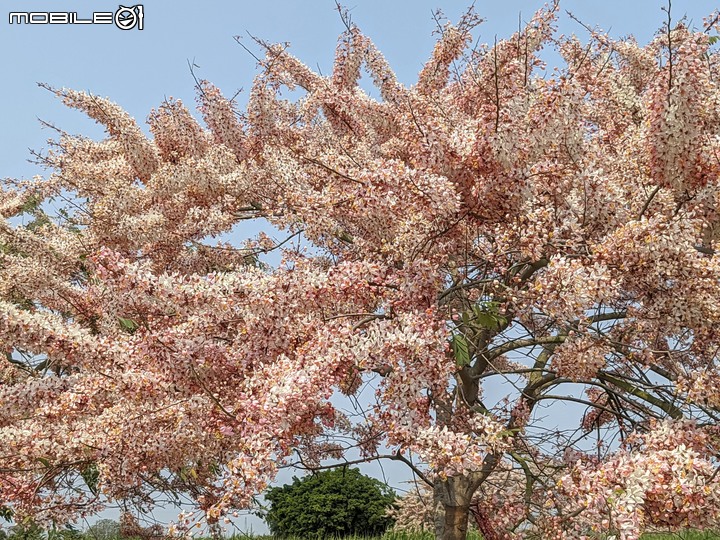 萬壽菊 台南市學甲區光華里 04/03