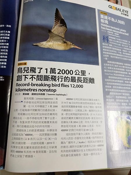 點我看大圖 Z7II高雄汕尾天空之鏡上的斑尾鷸,真是美極了。