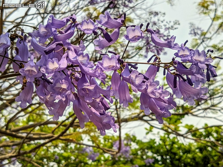 藍花楹 台南市安平區府平公園 04/05