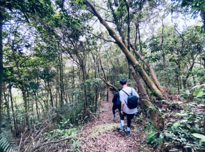 新北汐止｜金明山/柯子林山/如意湖．似高山風景、汐止秘境