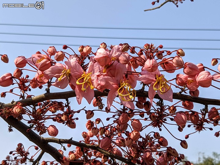 萬壽菊 台南市學甲區光華里 04/03