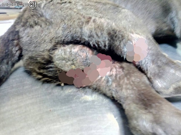 疑似狗狗打群架 照生會貓狗119接獲報案 前往救援受傷的狗狗