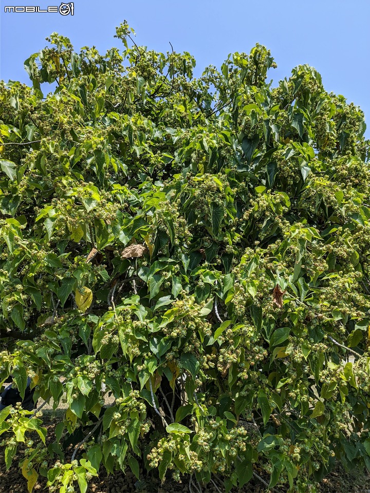 木麻黃 台南市安平區湖濱水鳥公園 04/11