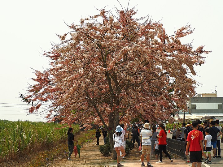 臺南市 西港 金砂里花旗木步道 — 盛開中的花旗木步道,懷想昔日糖鐵點滴