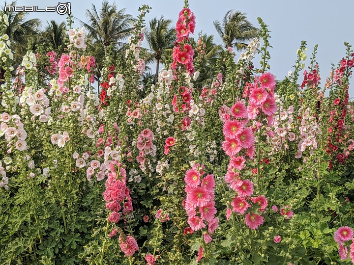 萬壽菊 台南市學甲區光華里 04/03