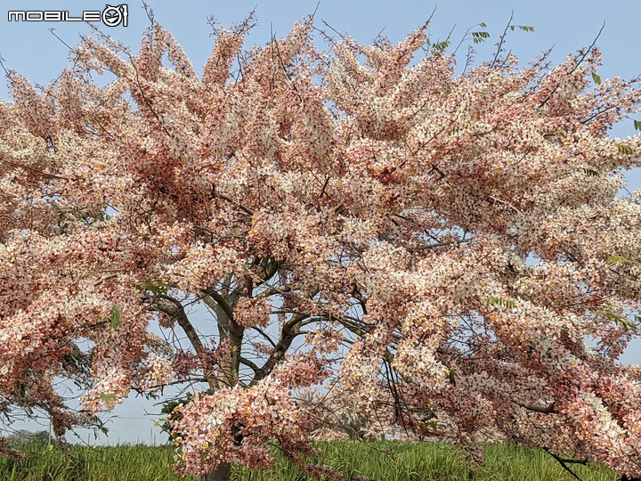 萬壽菊 台南市學甲區光華里 04/03