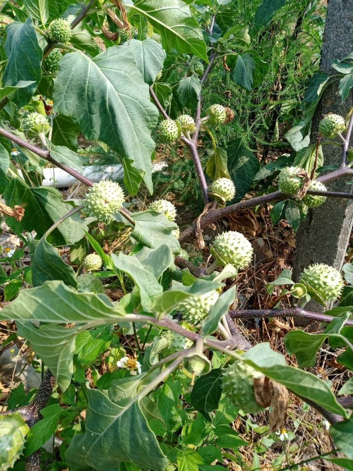 請問這是什麼植物