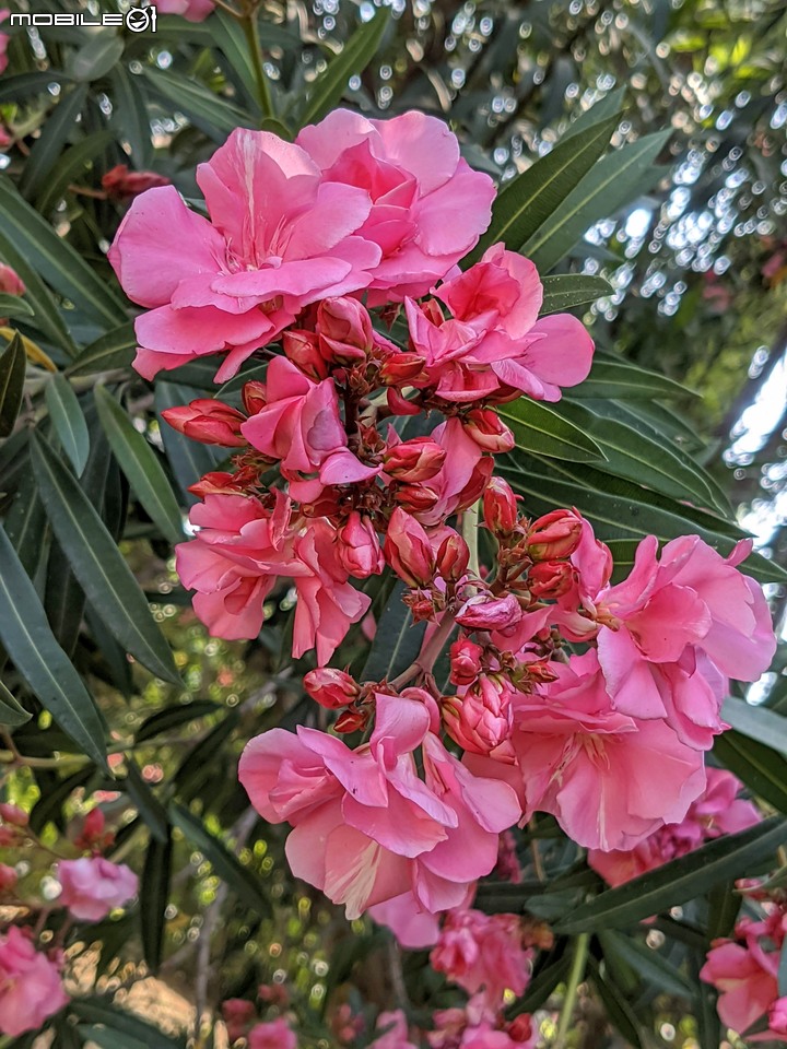 紅花夾竹桃 台南市南區藝術轉角 04/11