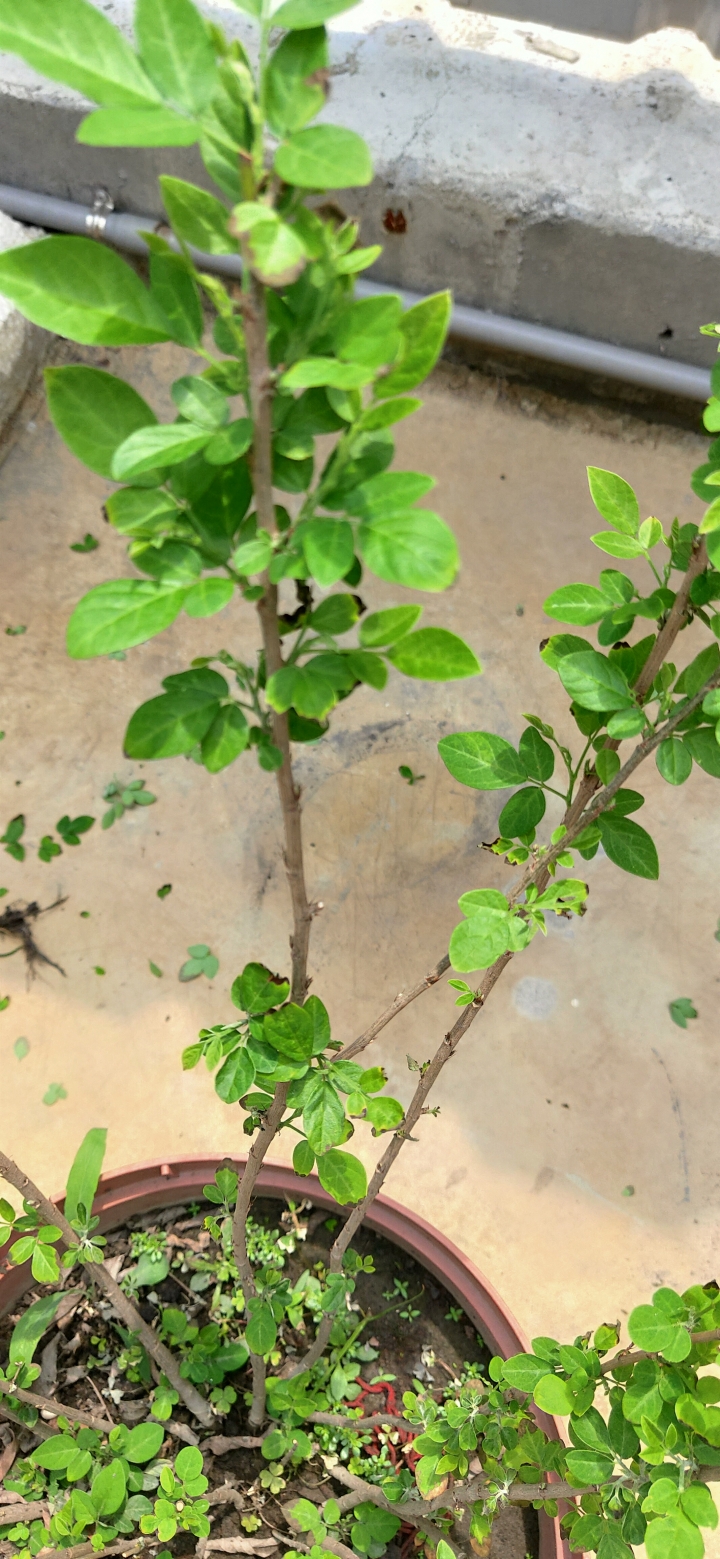 求救：抹草葉片發黑，生白粉