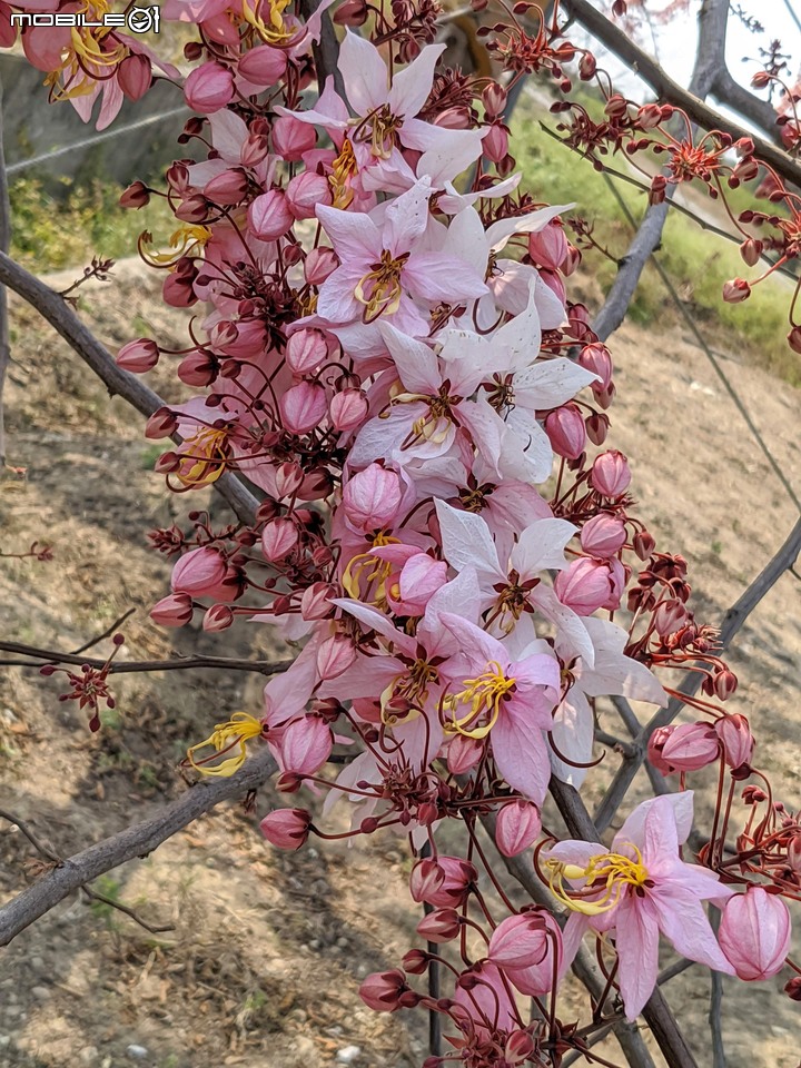 萬壽菊 台南市學甲區光華里 04/03