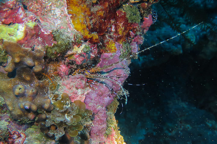 章魚大爆發的清明連假小琉球.....