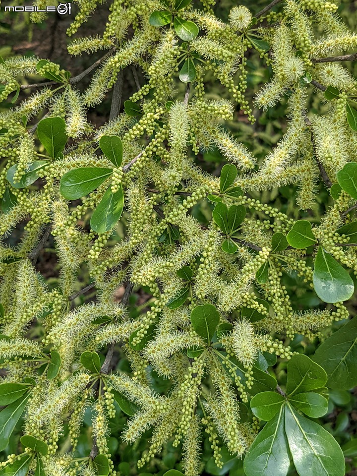 小葉欖仁 台南市安平區湖濱水鳥公園 04/05
