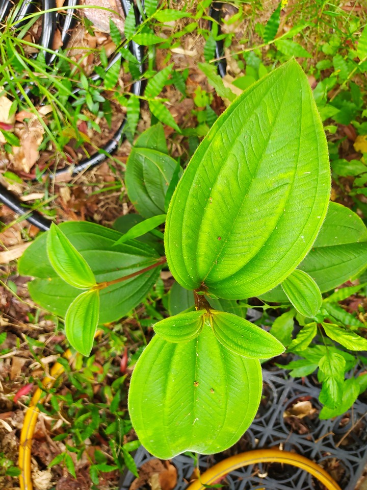 假檢草皮上長的什麼草？另二株是什麼植物？