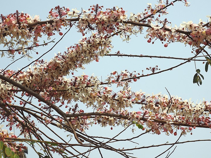 臺南市 西港 金砂里花旗木步道 — 盛開中的花旗木步道,懷想昔日糖鐵點滴