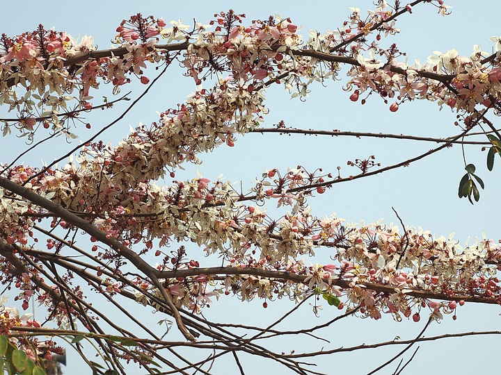 臺南市 西港 金砂里花旗木步道 — 盛開中的花旗木步道，懷想昔日糖鐵點滴